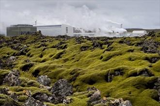 Lava covered with Elongate Rock Moss (Racomitrium elongatum) at the Svartsengi geothermal power station