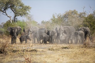 African elephants (Loxodonta africana) herd stirring up the dust Caprivi Region