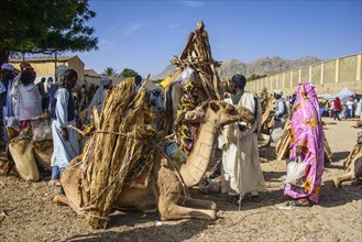 Camels loaded with firewood on the Monday market of Keren