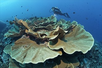 Divers looking at lettuce coral (Turbinaria mesenterina)