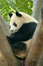 Giant Panda (Ailuropoda melanoleuca) perched on a tree