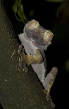 Common Flat-tail Gecko (Uroplatus fimbriatus)