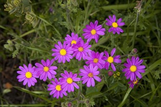 Wild cineraria (Senecio elegans)