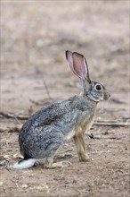 Scrub Hare (Lepus saxatilis) adult