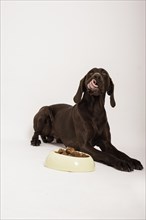 German Shorthair Pointer lying in front of a bowl with wet food licking its nose
