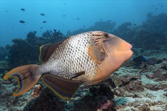 Yellowmargin Triggerfish (Pseudobalistes flavimarginatus) coral reef