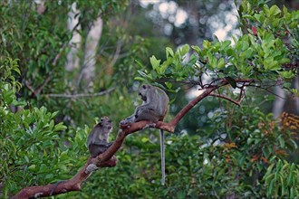 Two Crab-eating Macaques (Macaca fascicularis)