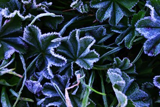 Lady's Mantle (Alchemilla sp.) with morning frost