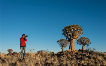 Woman taking photos of quiver trees