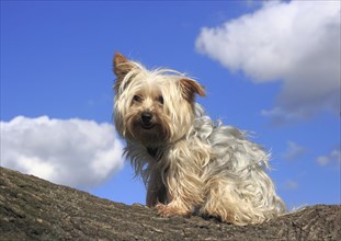Yorkshire Terrier sitting on a tree trunk