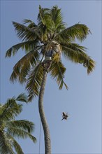 Man harvesting coconuts