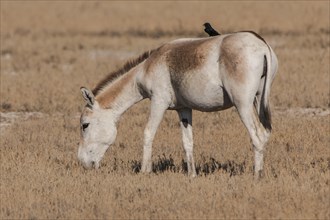 Onager or Asiatic wild ass (Equus hemionus)
