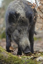 Wild Boar (Sus scrofa)