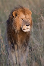 Masai Lion (Panthera leo nubica) adult male