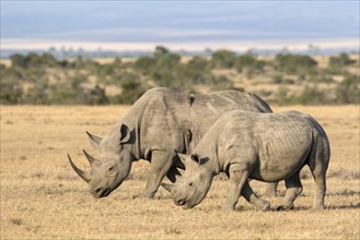 Black Rhinoceros (Diceros bicornis) adult female and calf