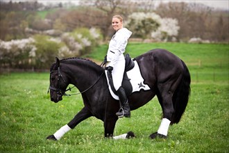 Friesian or Frisian horse