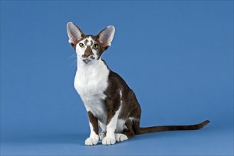 Oriental Shorthair cat