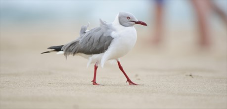 Grey-headed gull (Chroicocephalus cirrocephalus) on the sandy beach beach