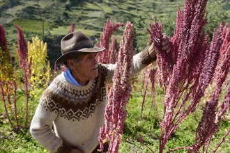 Farmer harvesting Quinoa (Chenopodium quinoa)