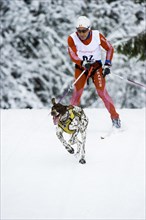 Man and dog skijoring