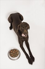 German Shorthair Pointer lying in front of a bowl of dry food