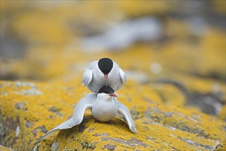 Arctic Terns (Sterna paradisaea)