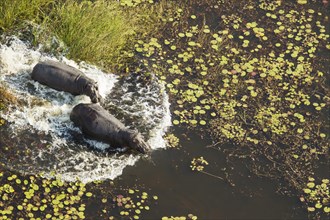 Hippopotamuses (Hippopotamus amphibius)