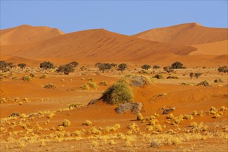 Sand dunes