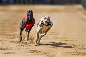 Sighthounds on sand track