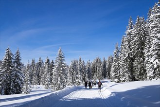 Winter hiking and cross-country ski trail near the Winklmoosalm