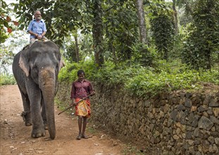 Tourist riding an elephant