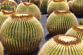 Giant Barrel Cactuses (Echinocactus platyacanthus)