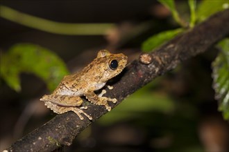 Frilled Tree Frog (Rhacophorus appendiculatus)