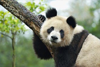 Giant Panda (Ailuropoda melanoleuca) perched on a tree