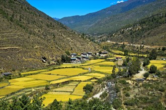 Landscape with rice paddies in the Thimphu Valley