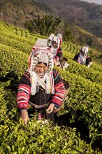 Akha hill tribe women picking tea