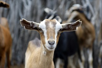 Domestic goat (Capra hircus aegagrus)
