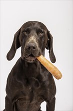 German Shorthaired Pointer retrieving a carrot