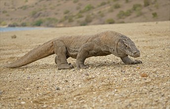 Komodo Dragon (Varanus komodoensis)