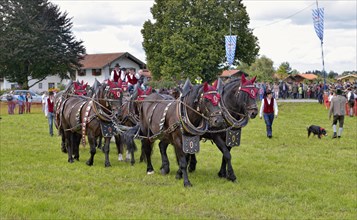 Ten-horse carriage with Noric horses from Frankenhardt