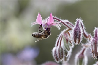 Honey Bee (Apis mellifera) on Borage flower (Borago officinalis)