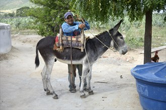 Man bridling a donkey