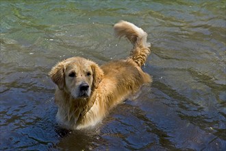 Dog in Gruner See or Green Lake