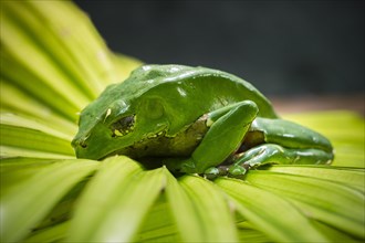 Giant Leaf Frog (Phyllomedusa bicolor)