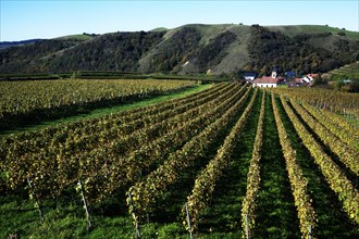 Romanus Church surrounded by vineyards