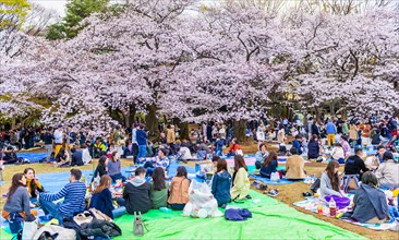 Japanese picnic under cherry blossoms in Yoyogi Park at Hanami Fest