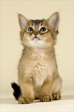 Somali kitten