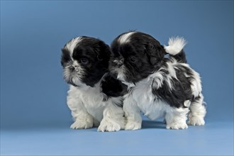 Two Shih Tzu puppies