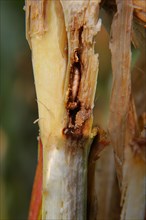 European Corn Worm or European Corn Borer (Ostrinia nubilalis) in a corn plant