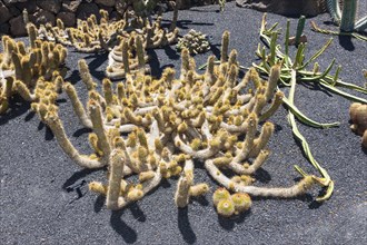 Candelilla cactus (Cleistocactus candelilla)